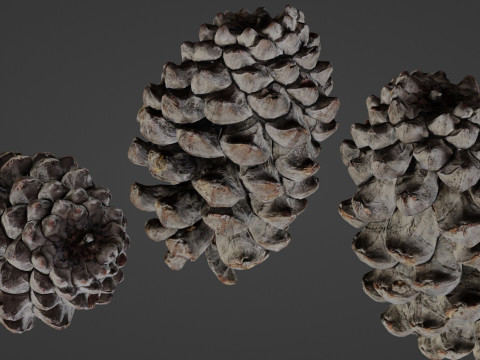 Pine cone 3D मॉडल