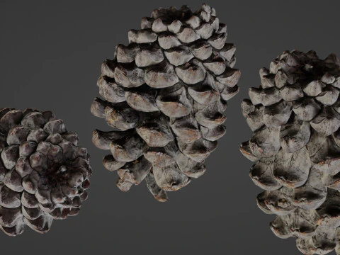 Сосновая шишка 3D Модель