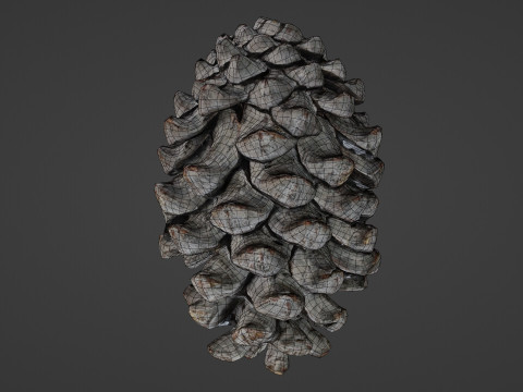 Pine cone Modelo 3D