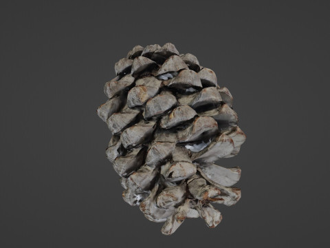 Pine cone Modelo 3D