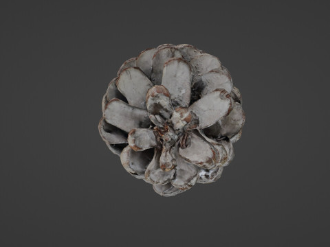 Pine cone Modelo 3D