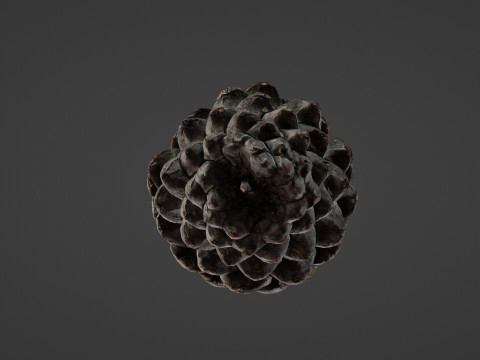 Pine cone Modelo 3D