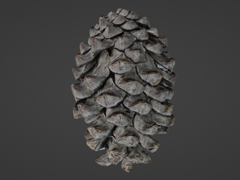 Pine cone Modelo 3D