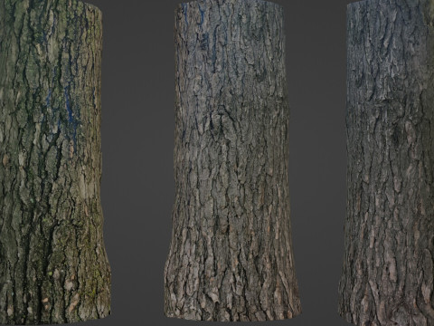 Tree trunk Model 3D
