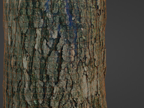 Tree trunk 3D 模型