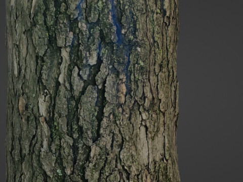 Tree trunk 3D 模型