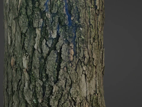 Tree trunk 3D Model