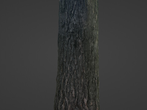 Tree trunk 3D 模型