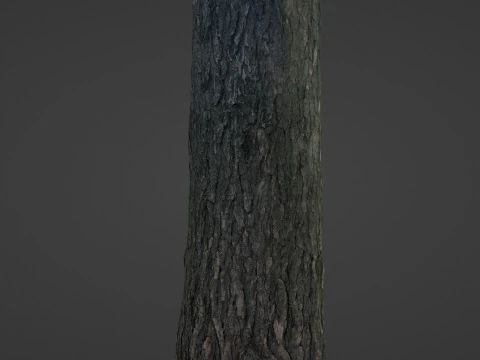 Tree trunk 3D Model