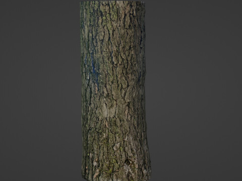 Tree trunk 3D 模型