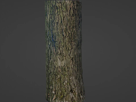 Tree trunk 3D Model