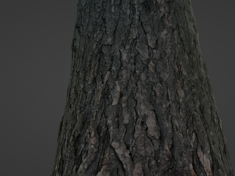 Tree trunk 3D 模型