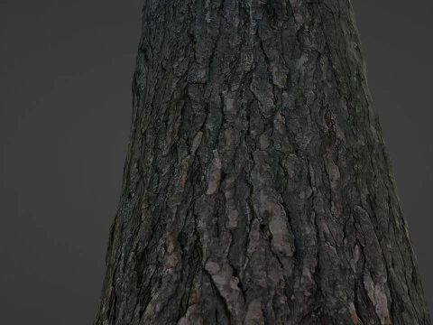Tree trunk 3D Model
