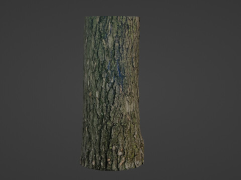 Tree trunk 3D 模型