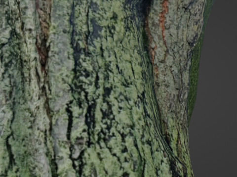 Mossy tree Modello 3D