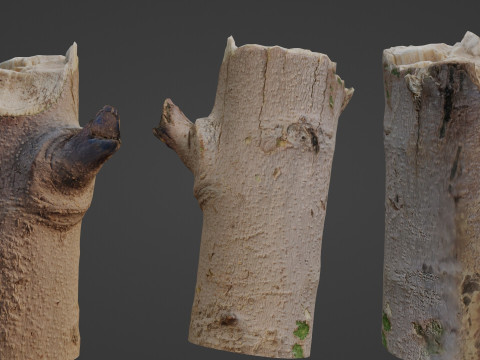 Tree log 3D 모델