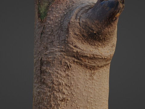 Tree log 3D Model