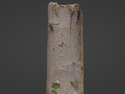 Tree log 3D Model
