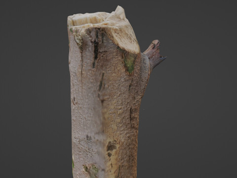 Tree log 3D Model