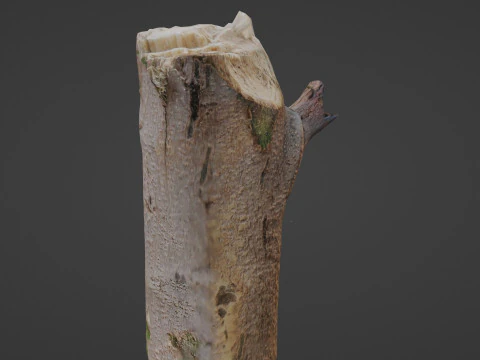 Tree log 3D Model