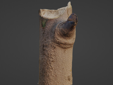 Tree log 3D Model