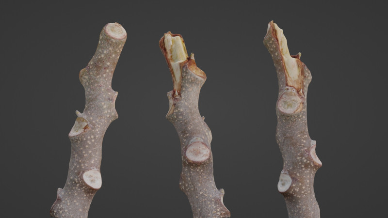 Log 3D-Modell .c4d .max .obj .3ds .fbx .stl .blend