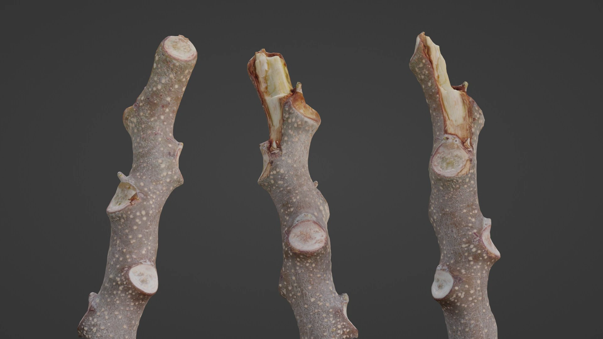 Log 3D Model .c4d .max .obj .3ds .fbx .stl .blend