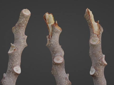 Log 3D Model