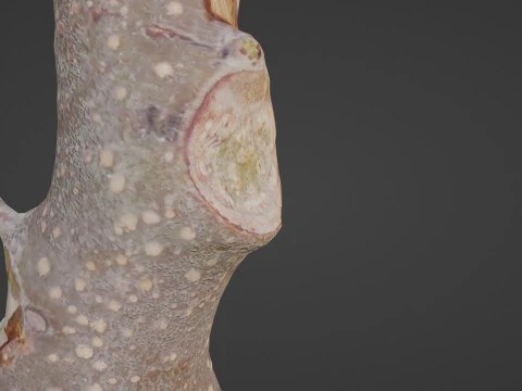 Log 3D Model