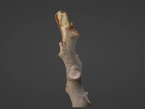Log 3D Model