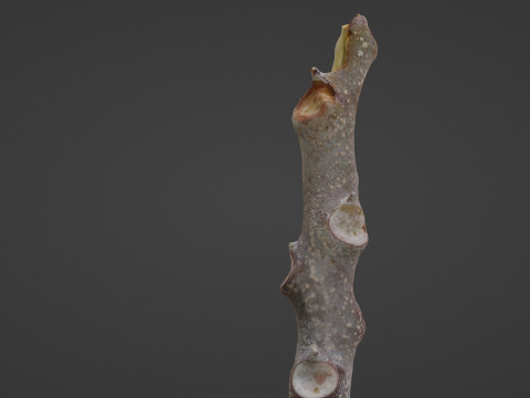 Log 3D-Modell