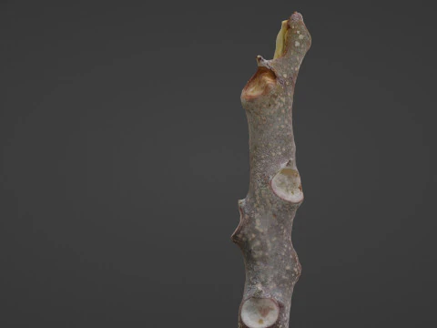Log 3D Model