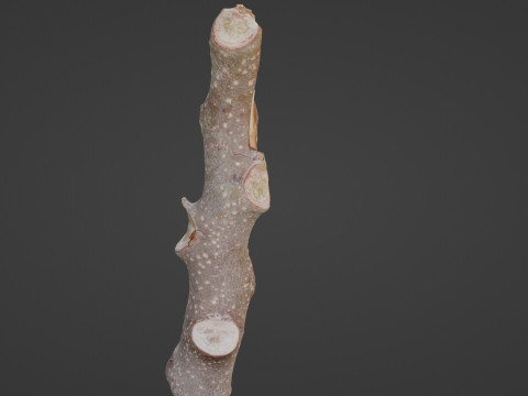 Log 3D-Modell