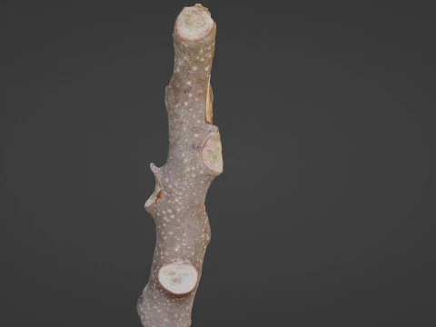 Log 3D Model