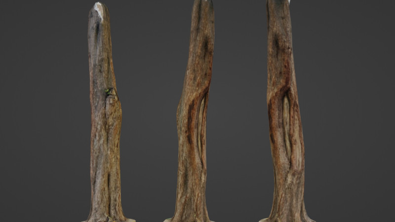 Trunk 3D मॉडल .c4d .max .obj .3ds .fbx .stl .blend