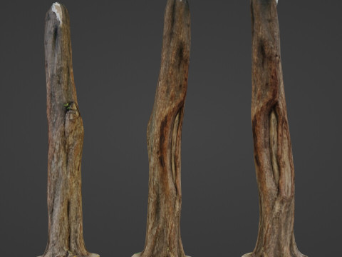 Trunk 3D Model