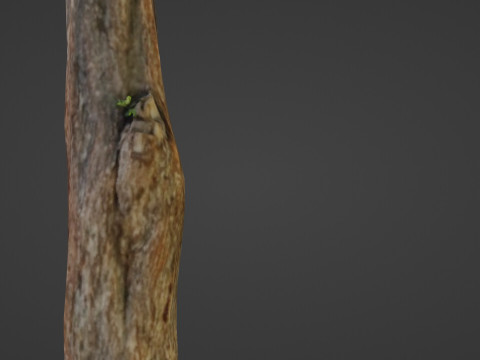 Trunk 3D मॉडल