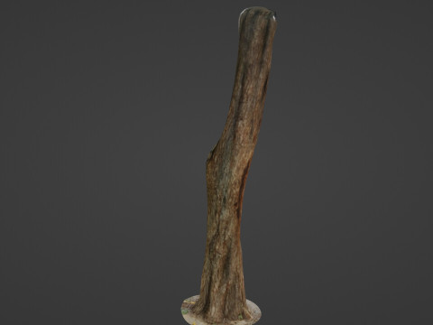 Trunk 3D मॉडल