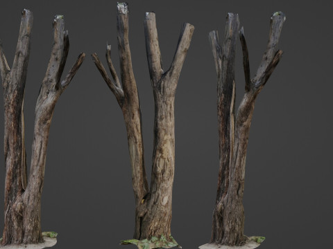 Tree trunks 3D Model