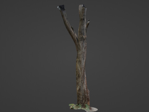Tree trunks 3D Model