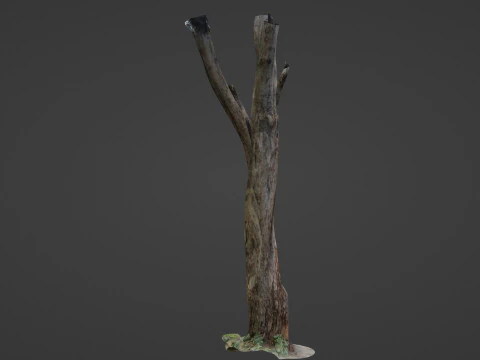 Tree trunks 3D Model