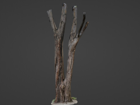 Tree trunks 3D Model