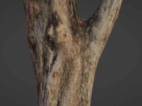 Tree trunk 3D Model