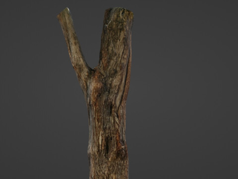 Tree trunk 3D Model