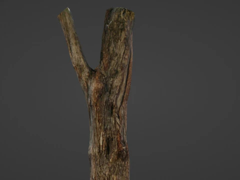 Tree trunk 3D Model