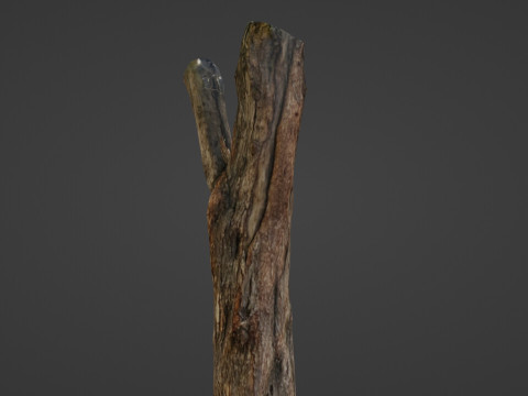 Tree trunk 3D Model