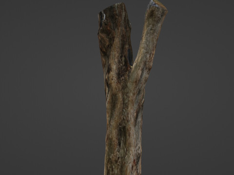Tree trunk 3D Model