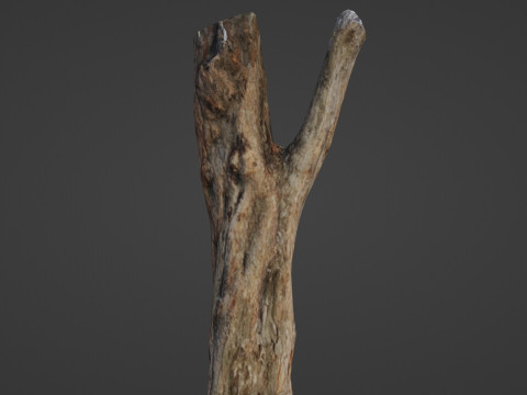 Tree trunk 3D Model