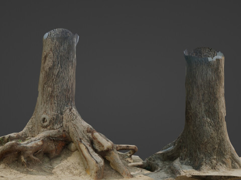 Tree trunk with roots 3D Model