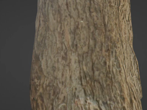 Tree trunk with roots 3D Model